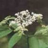 Elderberry Extract